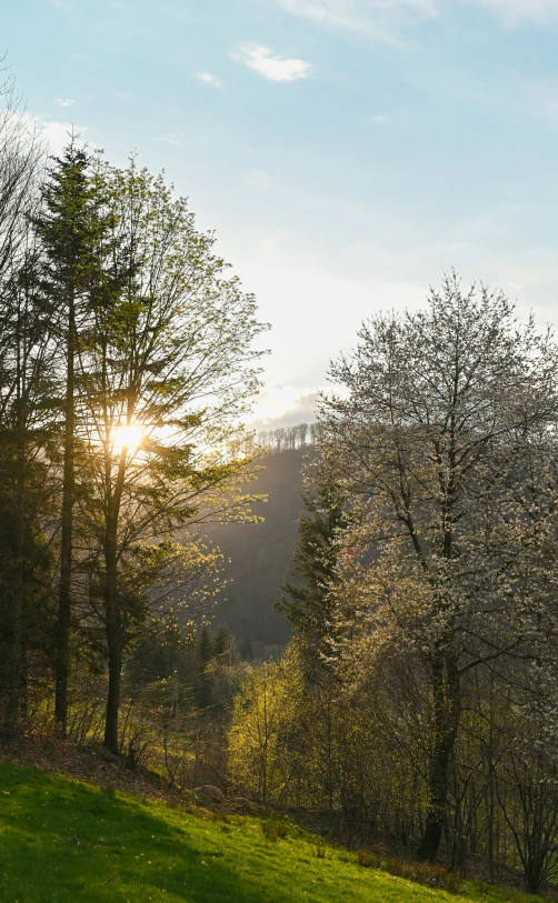 the sun is setting in a wooded area