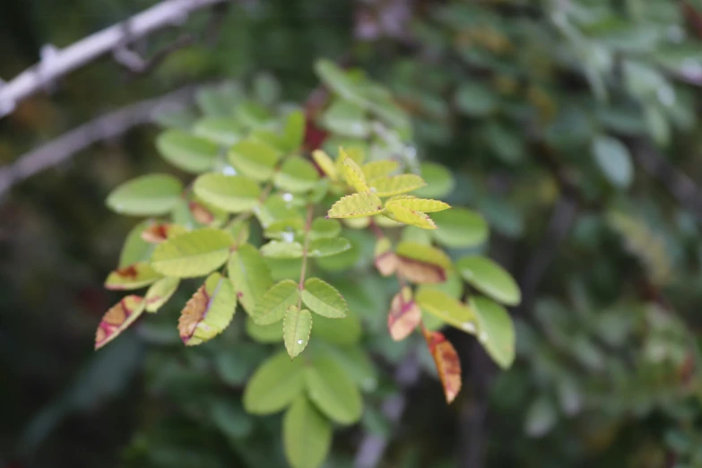 the tree is green and red with tiny leaves