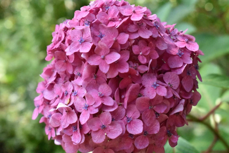 a large cluster of flowers blooming in the garden