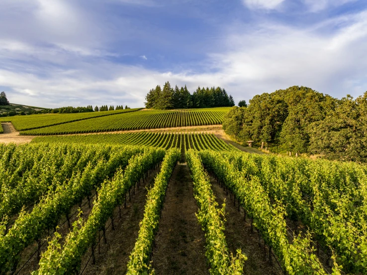 a large vineyard with trees on a hill