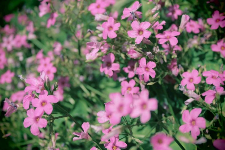 pink flowers in a garden with lots of green foliage