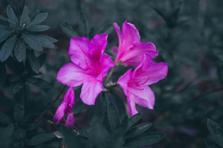 a close up of a purple flower on a stem