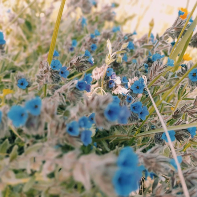 the blue flowers have long stems in front of the green grass