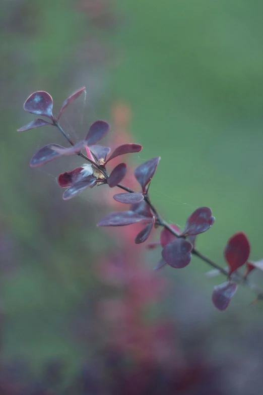 small nches of purple flower in front of blurred green background