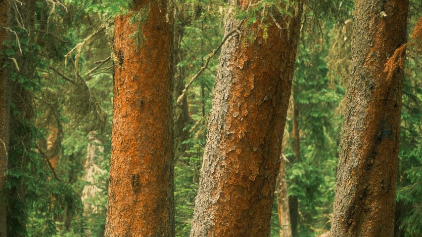 a picture of several trees that have red leaves on them