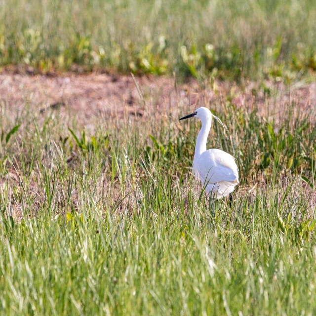 a bird is standing in the grass near some weeds