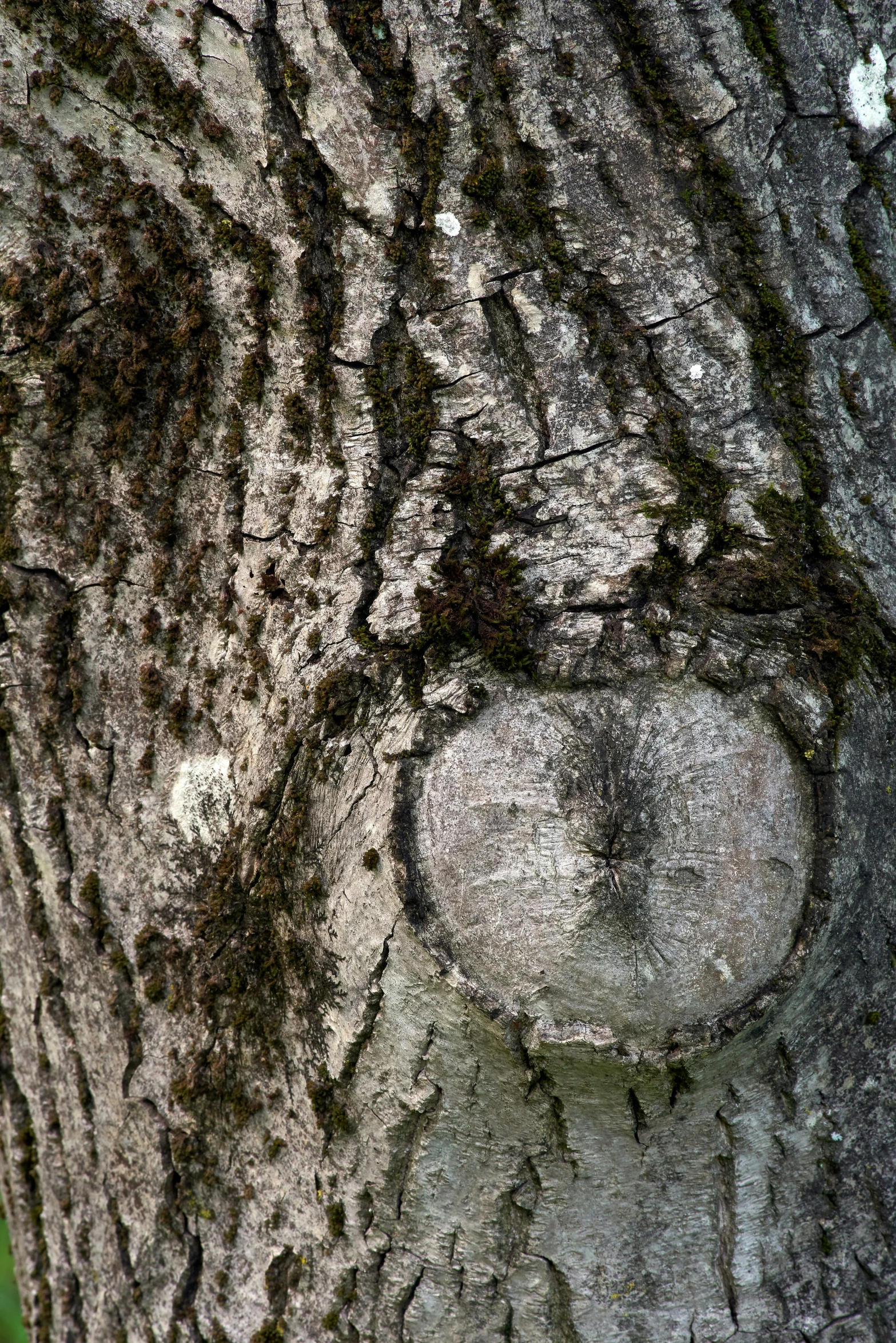 the nches of a tree have some brown substance on it