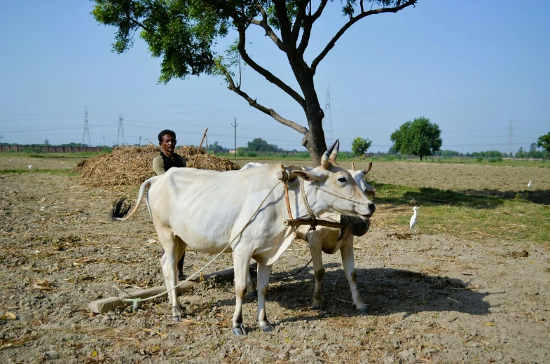 two bulls standing in a field with two men