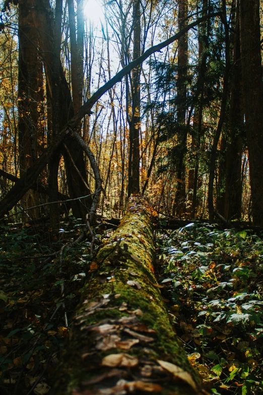 a fallen log in the middle of the woods
