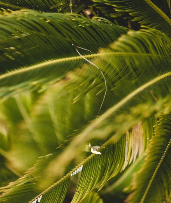 green leaves on top of a tree with the sun going down