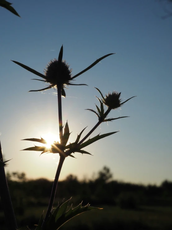 thistle flower silhouetted against the sun during sunset