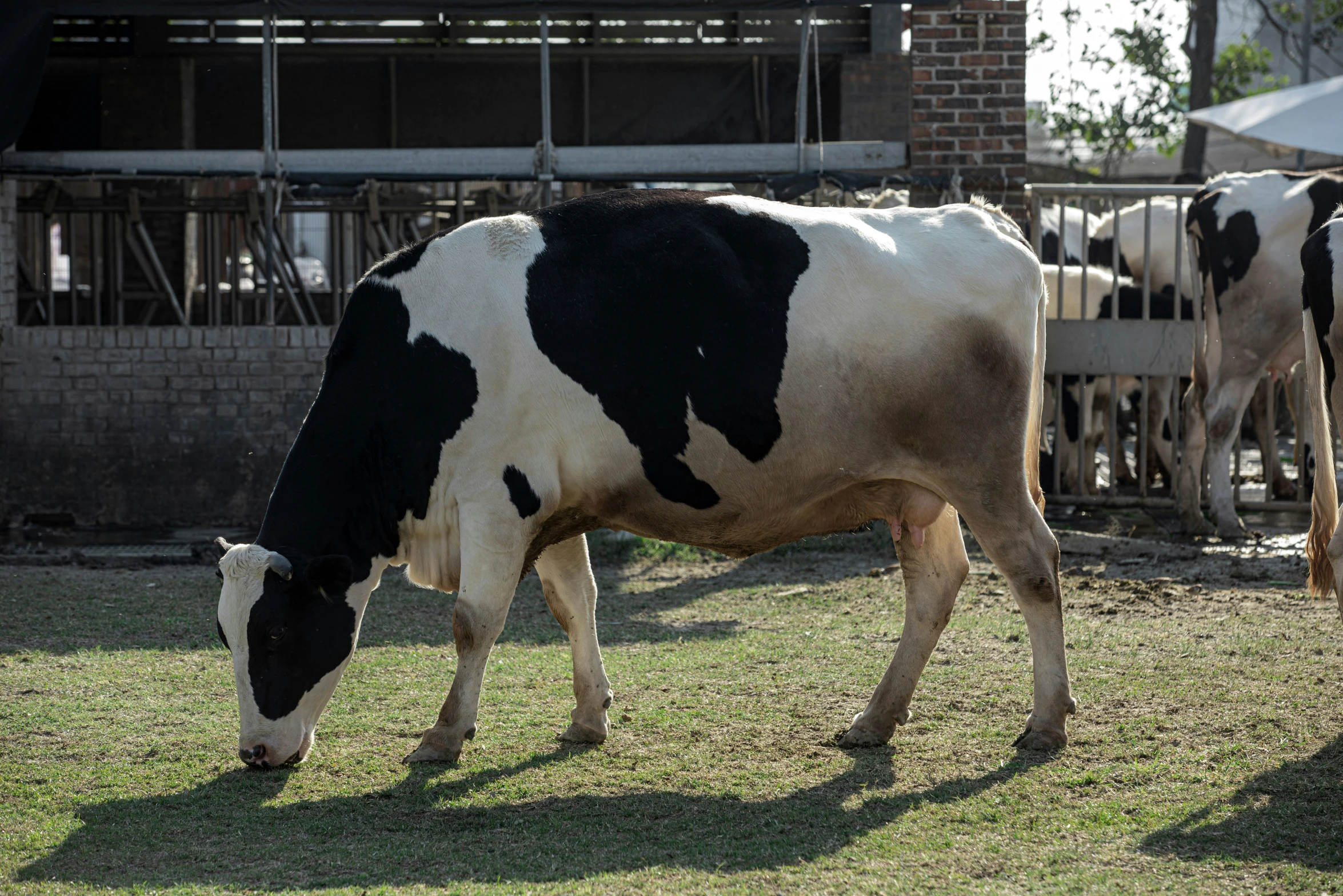 three cows standing around a brick building