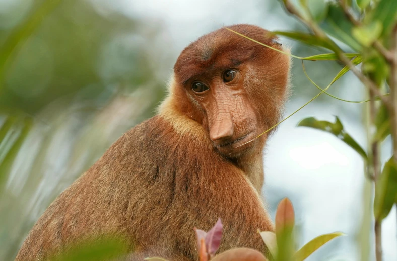 a baboon sitting in the tree looking straight ahead