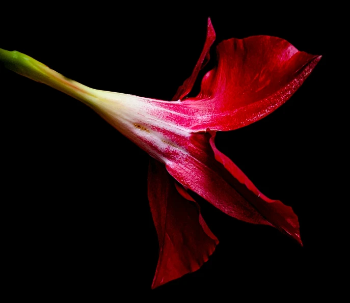 a red flower is blooming in the middle of the dark