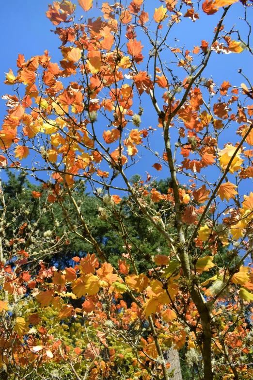 the top of a leafy tree against a bright blue sky