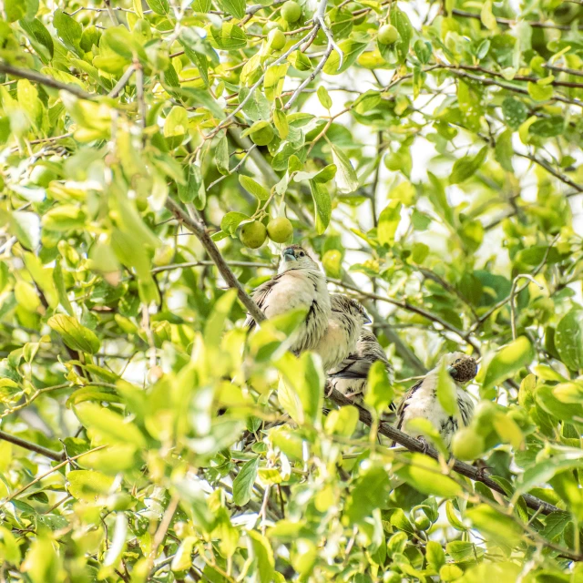 two birds perched on top of a tree nch