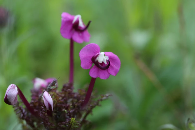 a close - up of two pink flowers with a blurry background