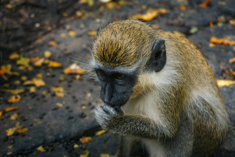 a small monkey sitting on the ground holding its hand out