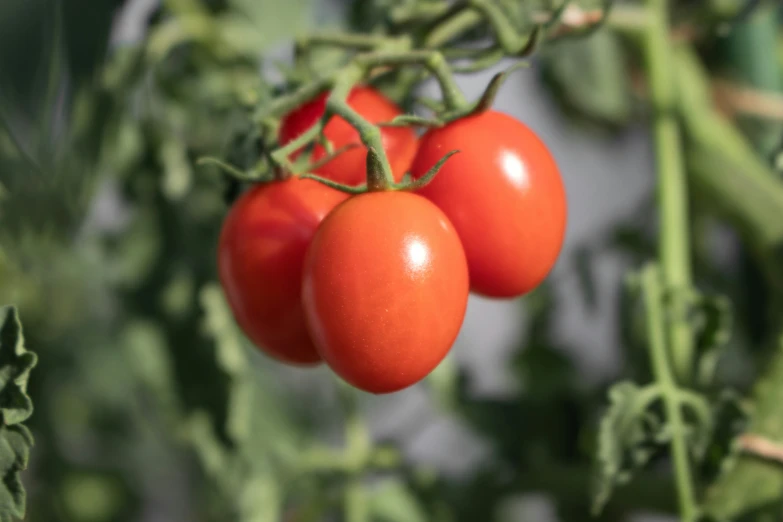 three tomatoes hanging from the plant with their green leaves