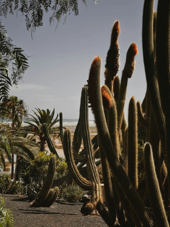 many cacti line up in the desert, on an isolated beach