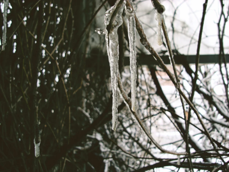 ice hangs on the nches of a tree in front of a house