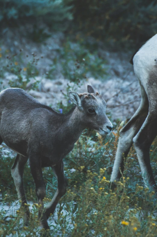 two animals on a grassy area near water