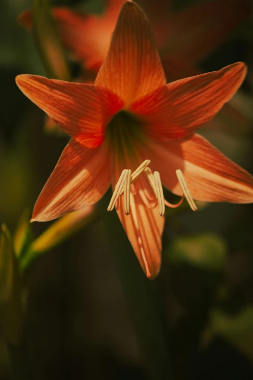 a small red flower in a lush green jungle