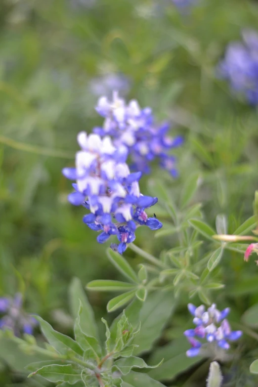 blue flowers stand out among the green