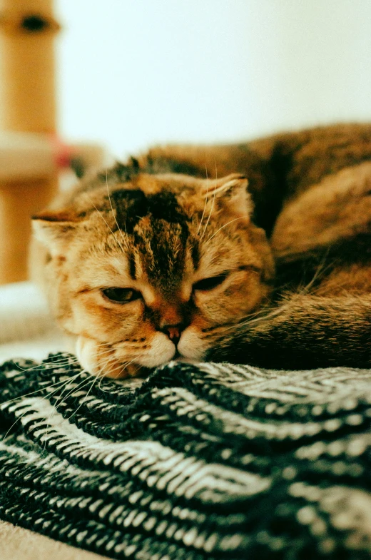 a tabby cat resting on a pile of sweaters