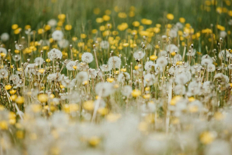 a very big bunch of white and yellow flowers