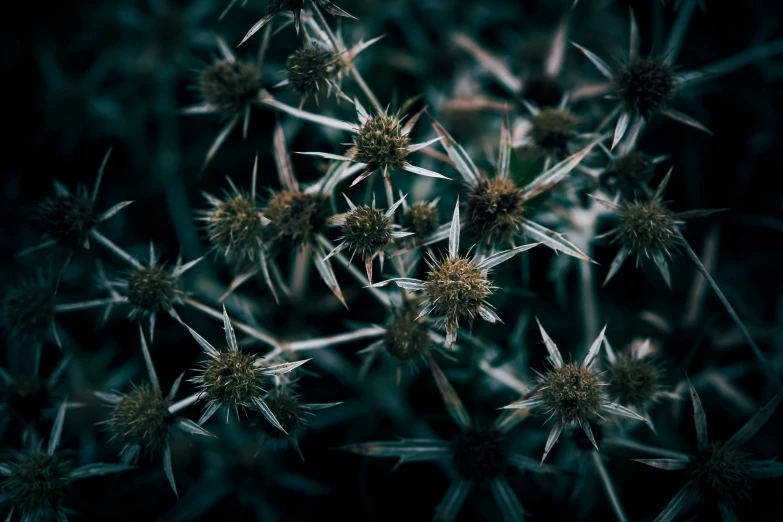 a green plant with lots of tiny flowers