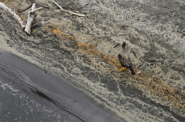 a bird standing on the road eating food