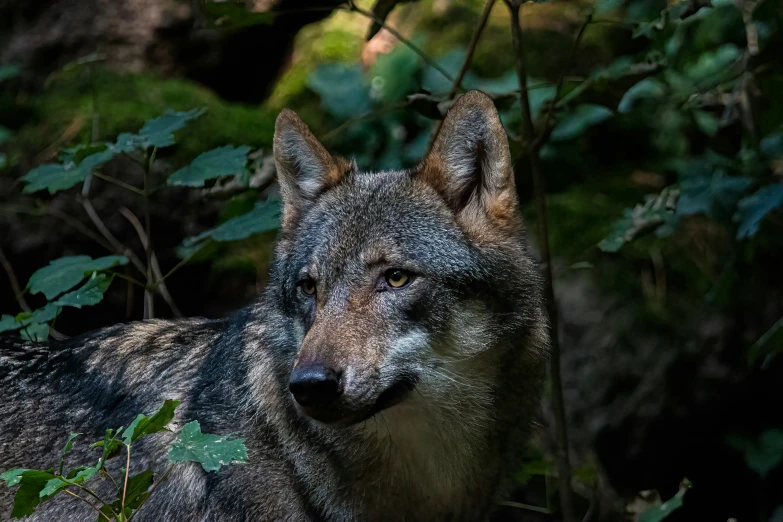 the lone wolf is hiding behind some foliage