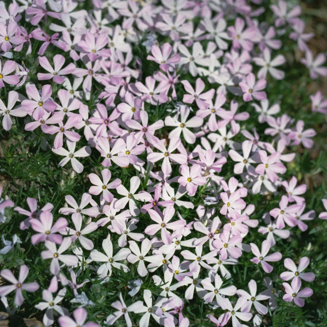 a bush with white and lavender flowers