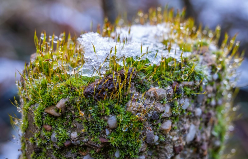 mossy surface covered with ice, rocks and gravel