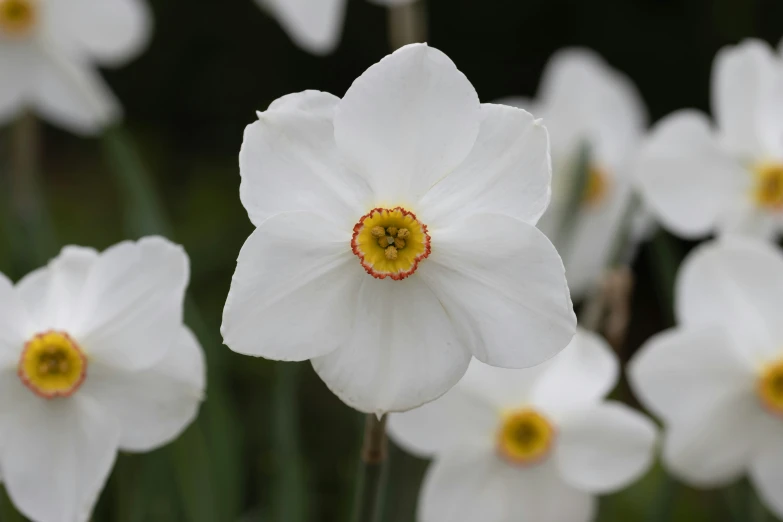 several white flowers with yellow stamens are all around