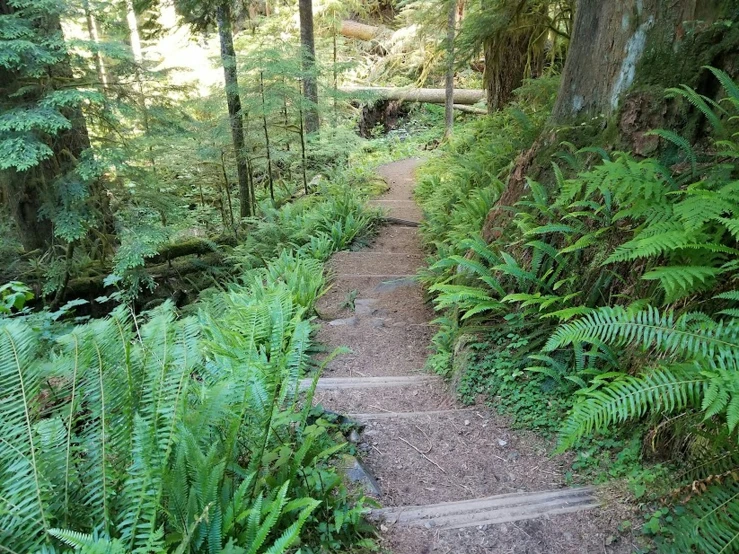 there is a small pathway with steps going through the woods