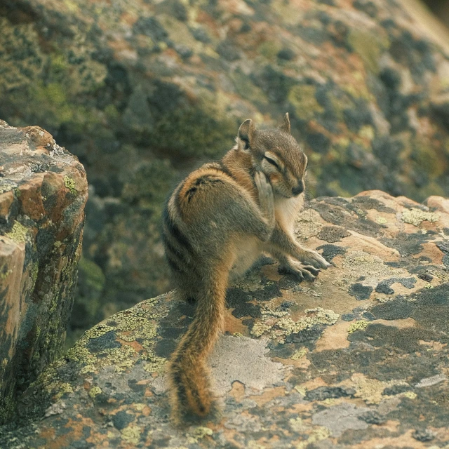 a squirrel is on top of a large rock