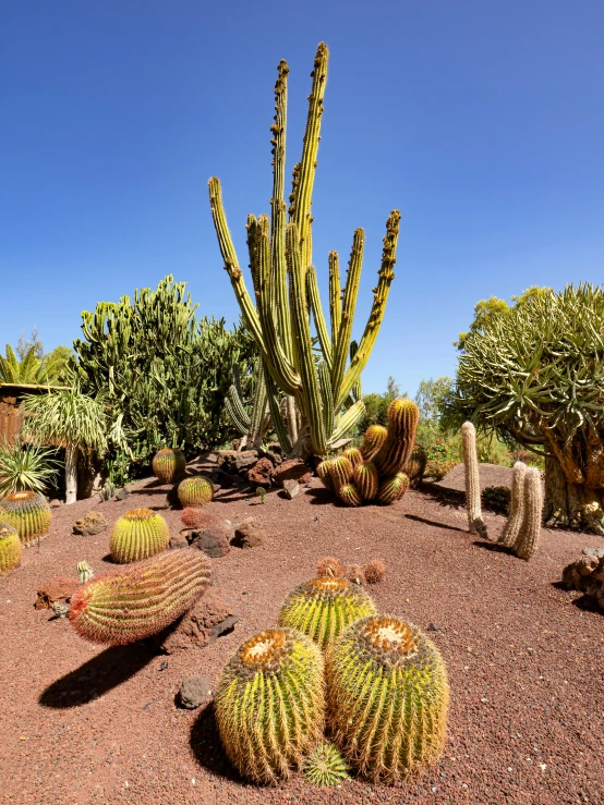 a group of cactuses and cacti in a park area