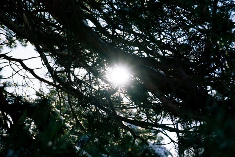 a pine tree with the sun shining through the nches