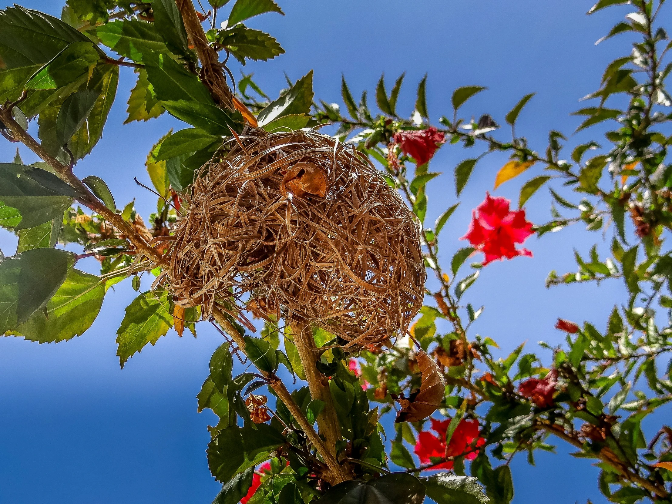 a bird nest is sitting in the midst of some flowers