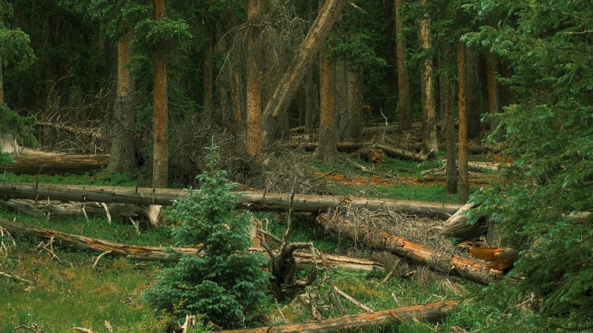 trees cut down on the ground in a forest