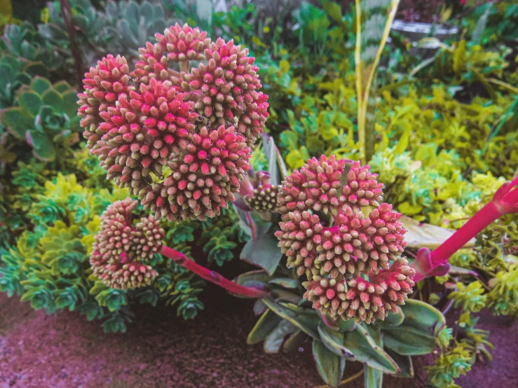 a pair of plant with many flowers growing out of it