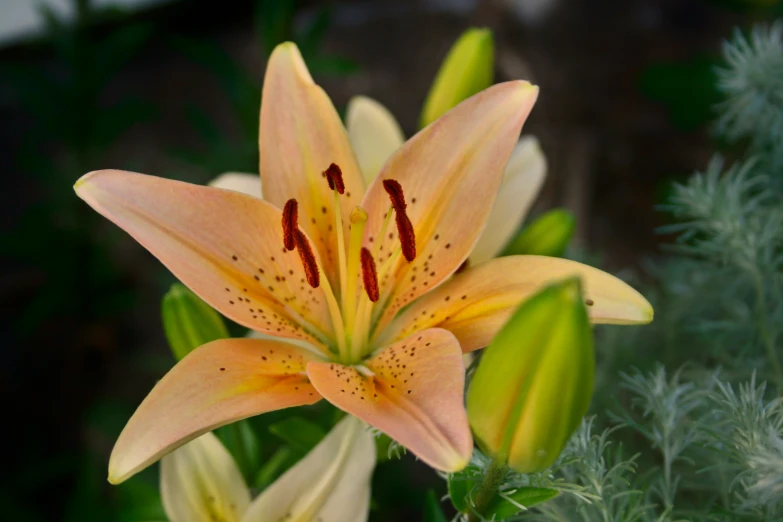 a pink and yellow flower with the middle blossoming