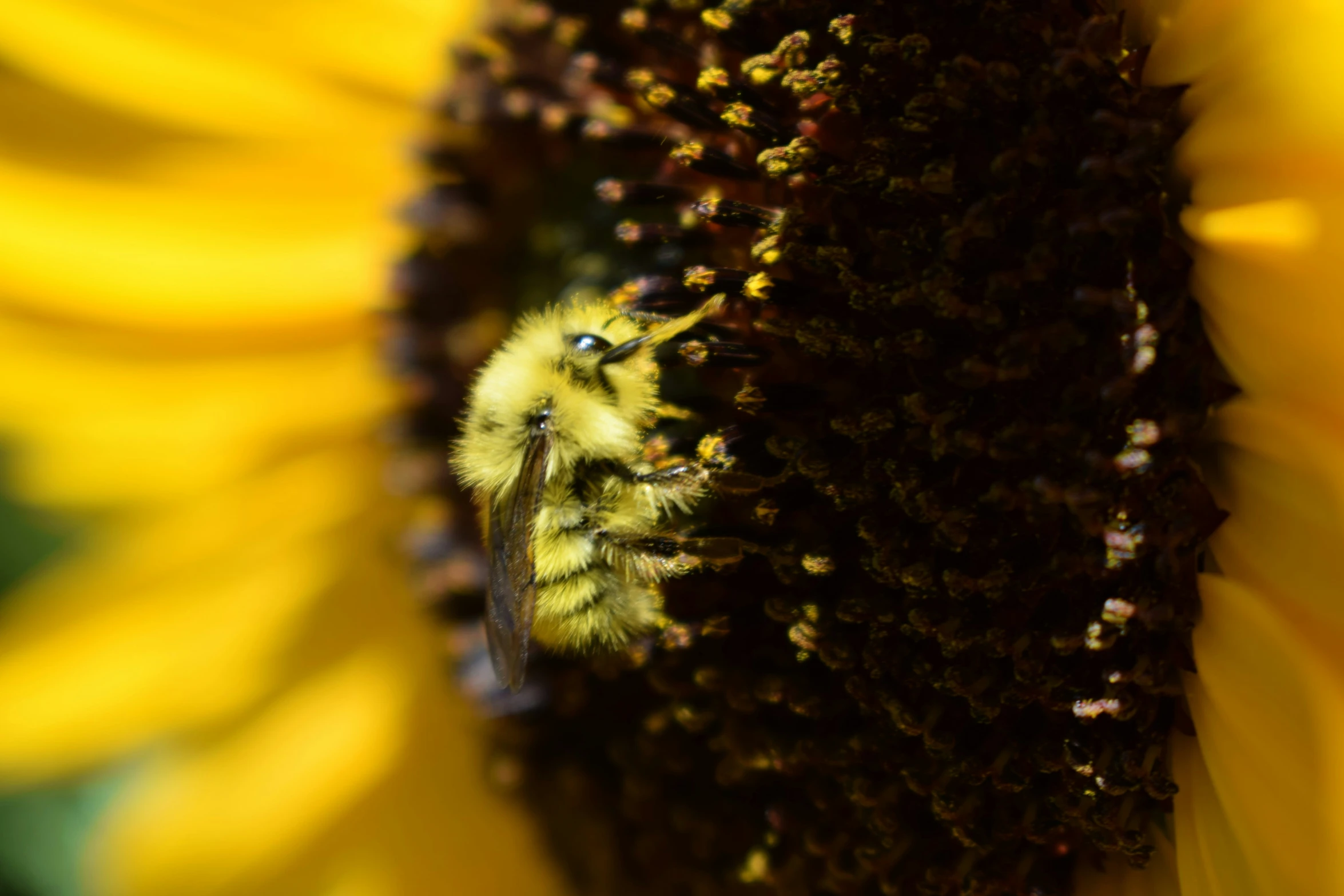 a bee that is sitting on a sunflower