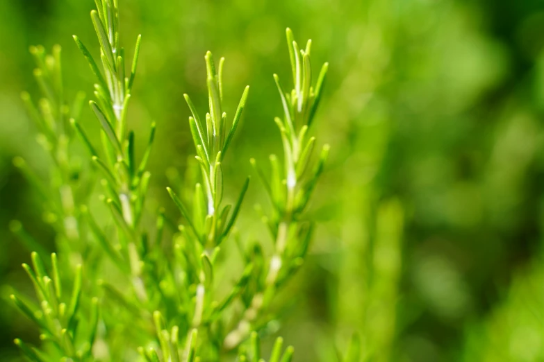 close up of a plant with green leaves in a field