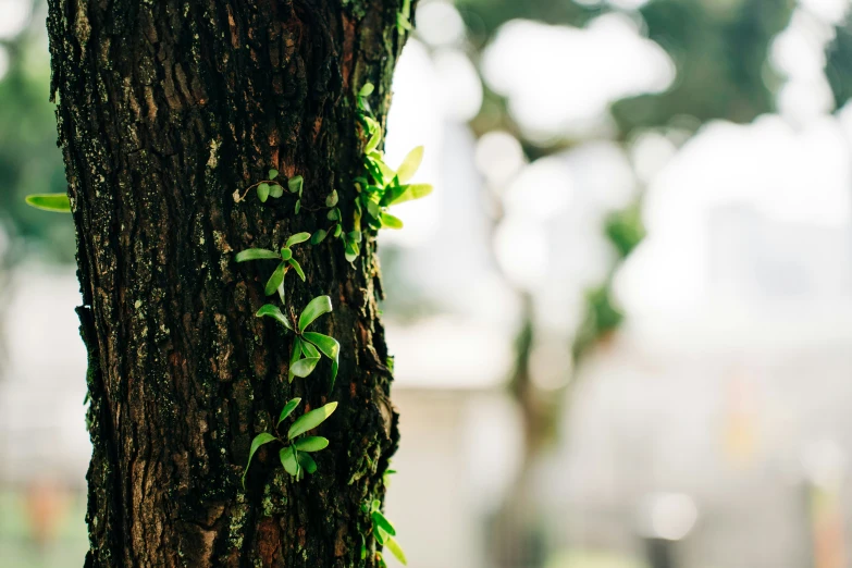 the tree trunk with vine growing along it