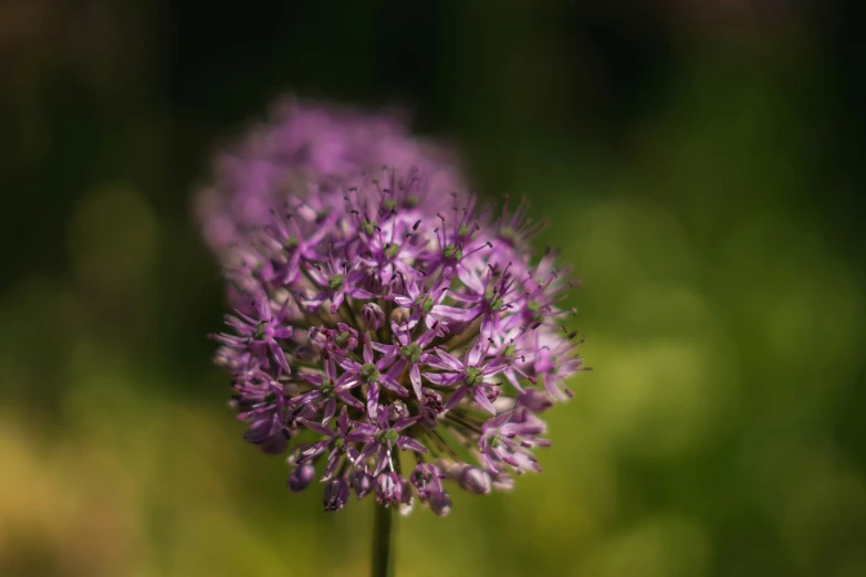 a close up s of some purple flowers