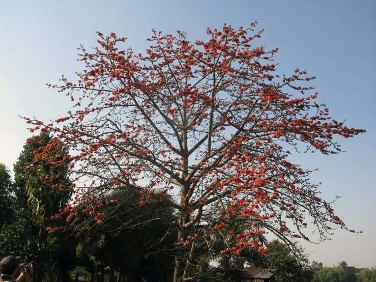 a tree with very red flowers next to a bench