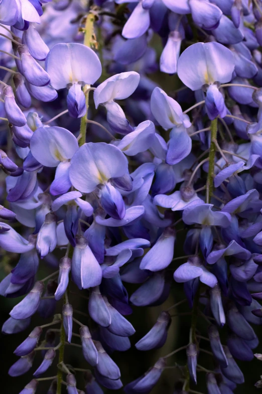 a bunch of purple flowers with lots of leaves